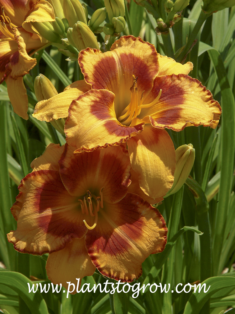 All Fired Up Daylily (Hemerocallis)
